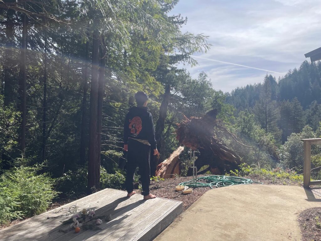 One participant stands on a wooden platform, overlooking the redwood forest. One of the redwoods in front of them has fallen, while they are surrounded by many more standing trees. The sun is shining in streams across the photo.